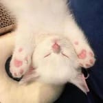 Eugenio Perea avatar